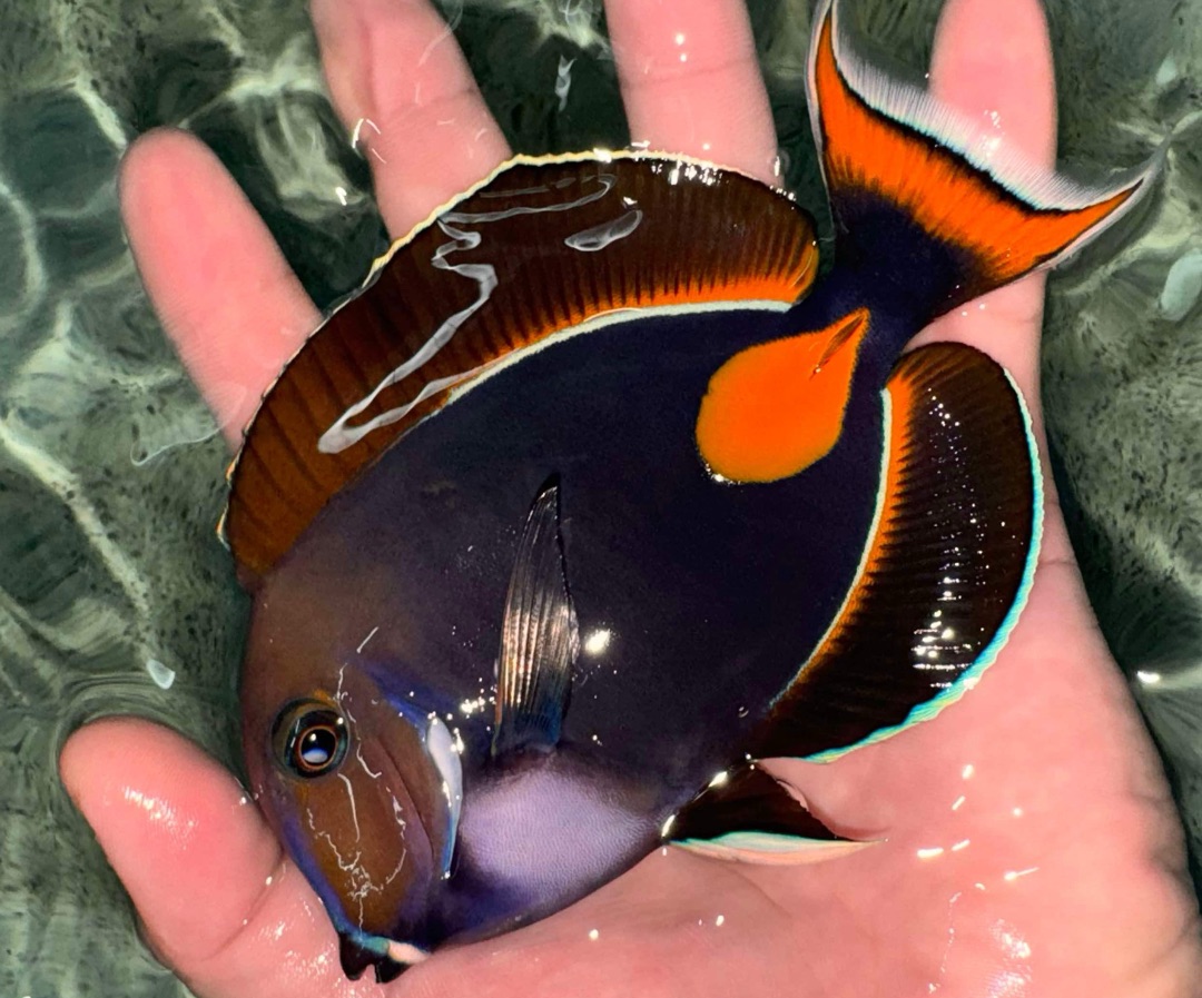 Achilles tang