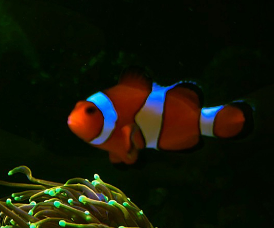 Ocellaris Clownfish