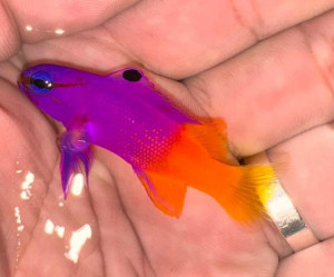 Fish Library Preview