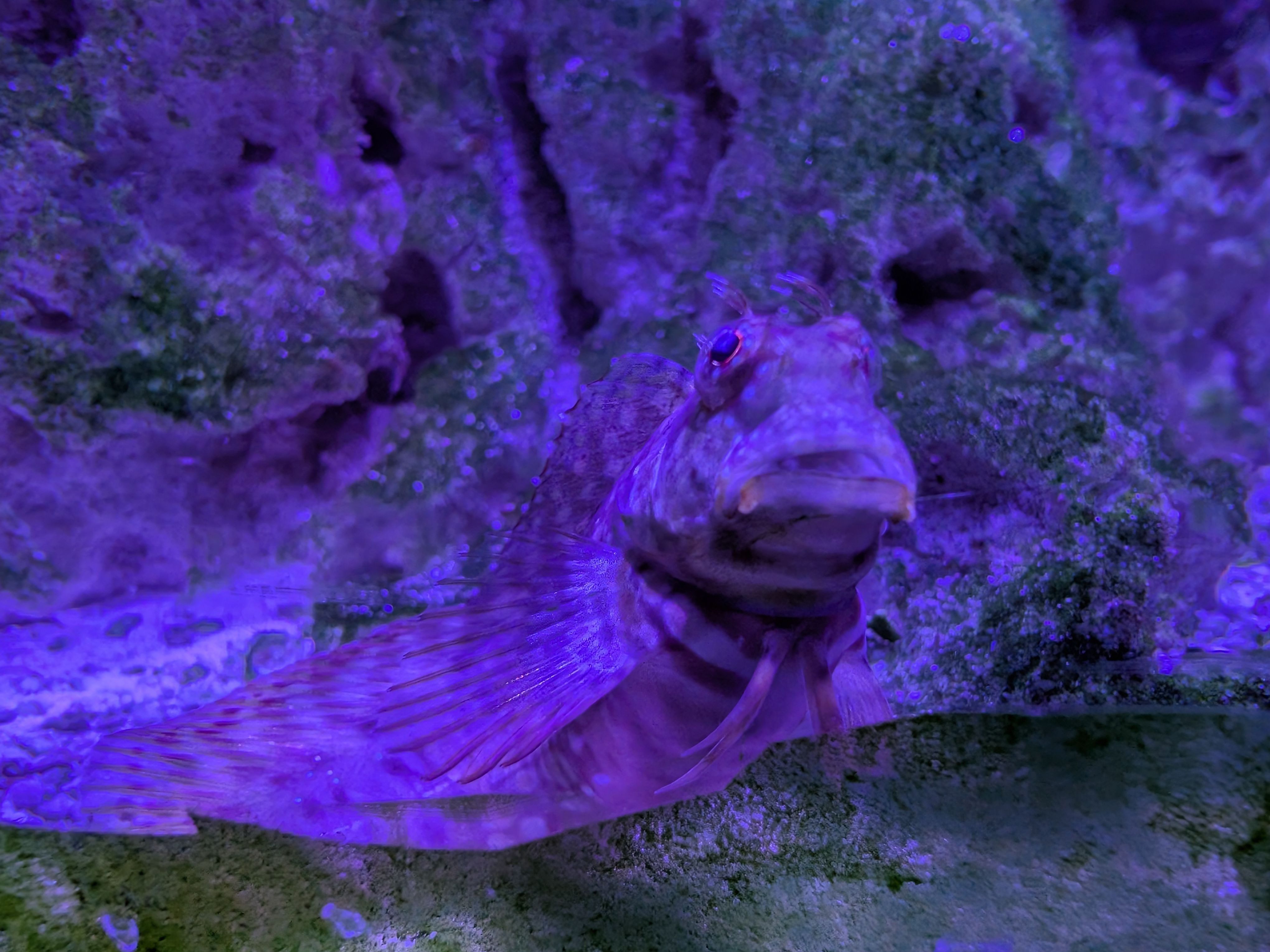 Tank Image