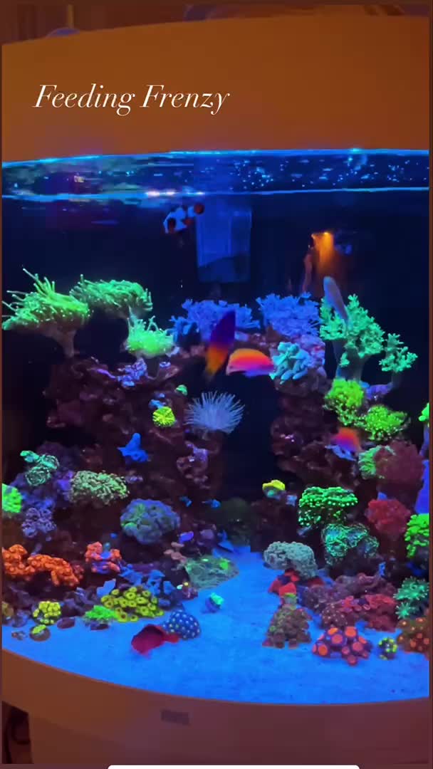Feeding Frenzy 😋 As you can see I bought more new corals I can’t resi...