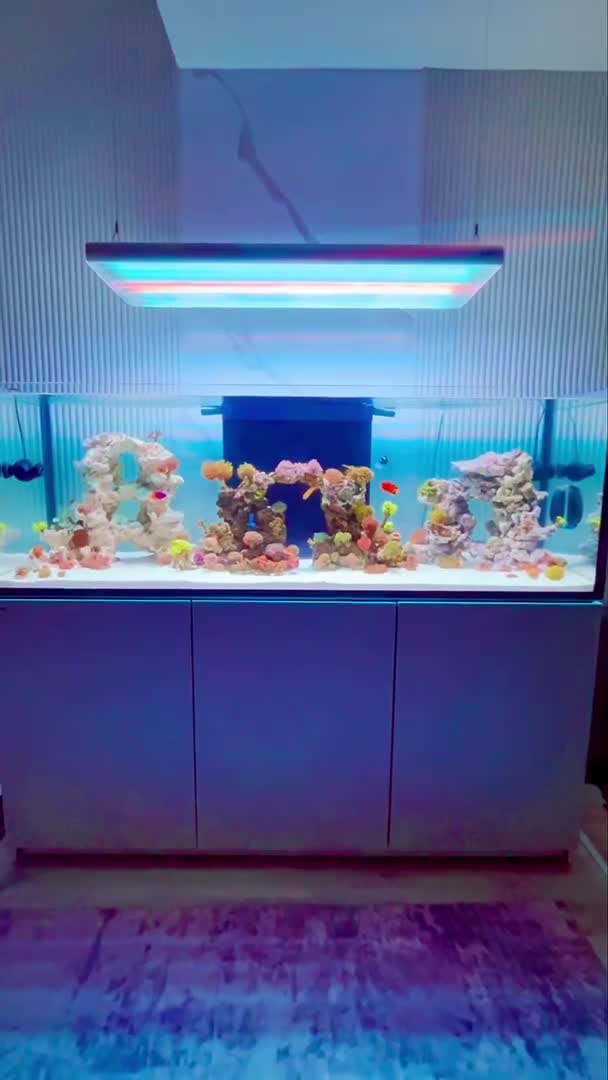 My New Tank Upgrade 😍 Transfer day went alot smoother than expected....