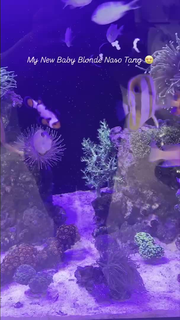My New Baby Blonde Naso Tang… I Love Her ! 🥰