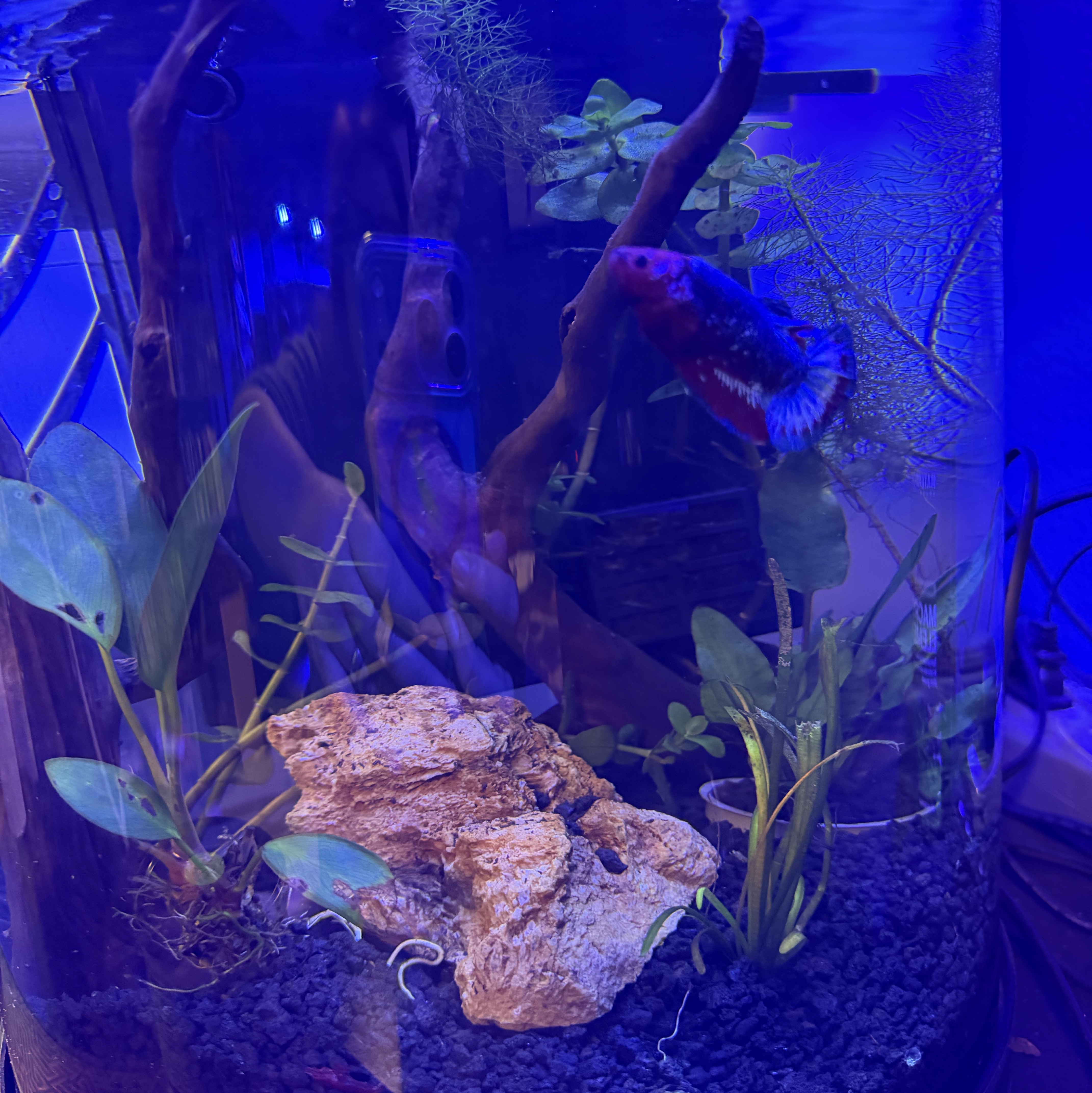 Tank Image