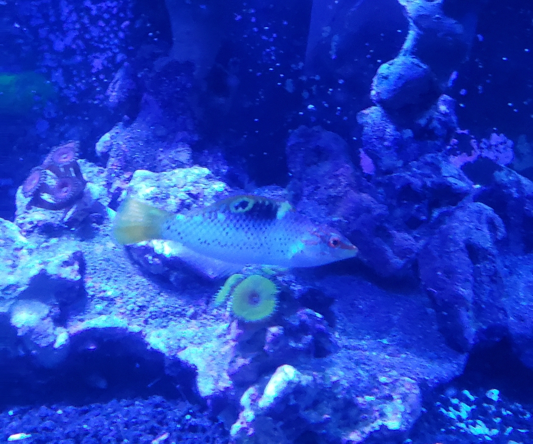 Checkerboard Wrasse