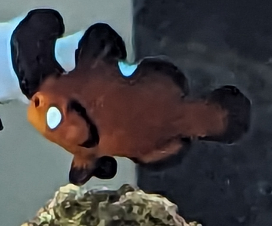 Nearly Naked Clownfish