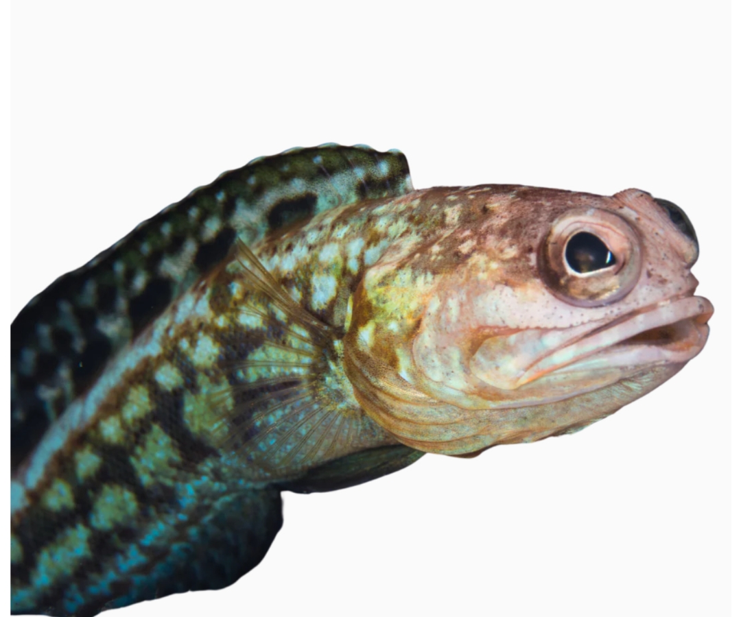 Dusky Jawfish