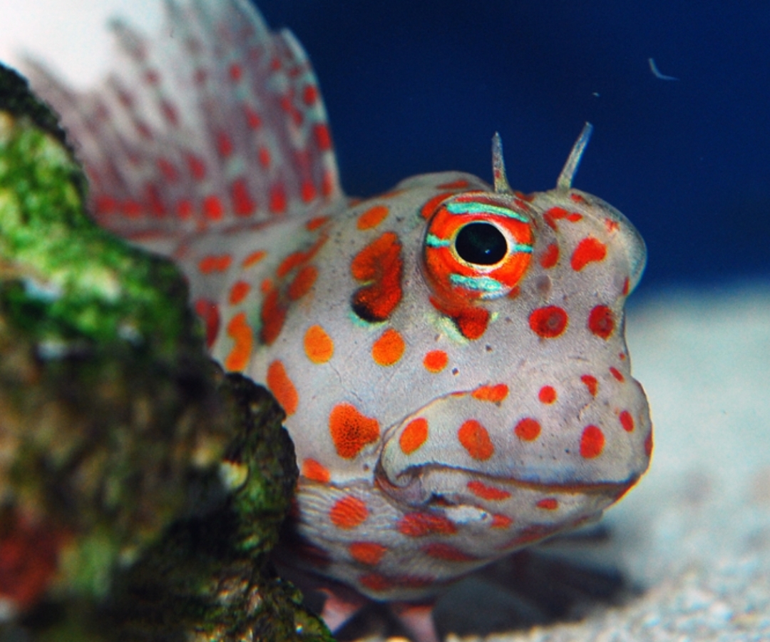 Red Spot Blenny