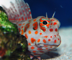 Red Spot Blenny