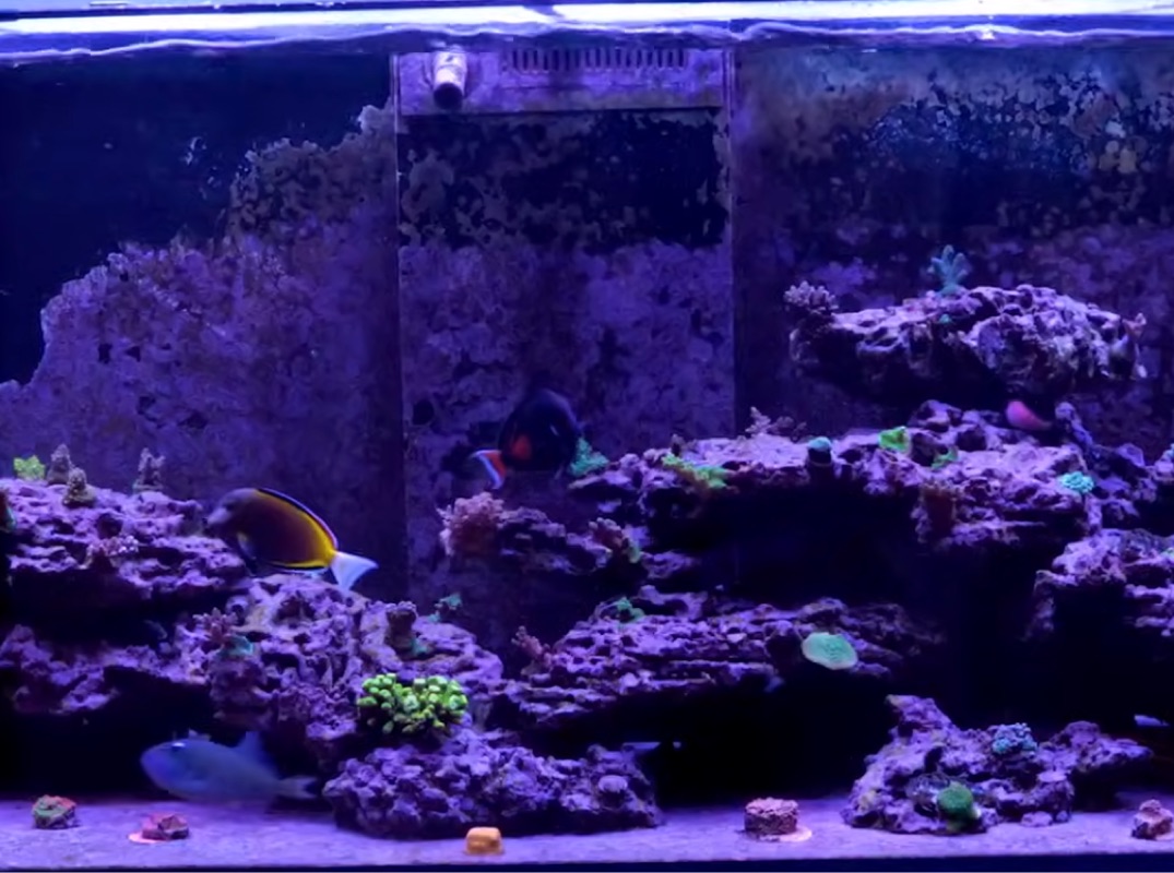 Tank Image