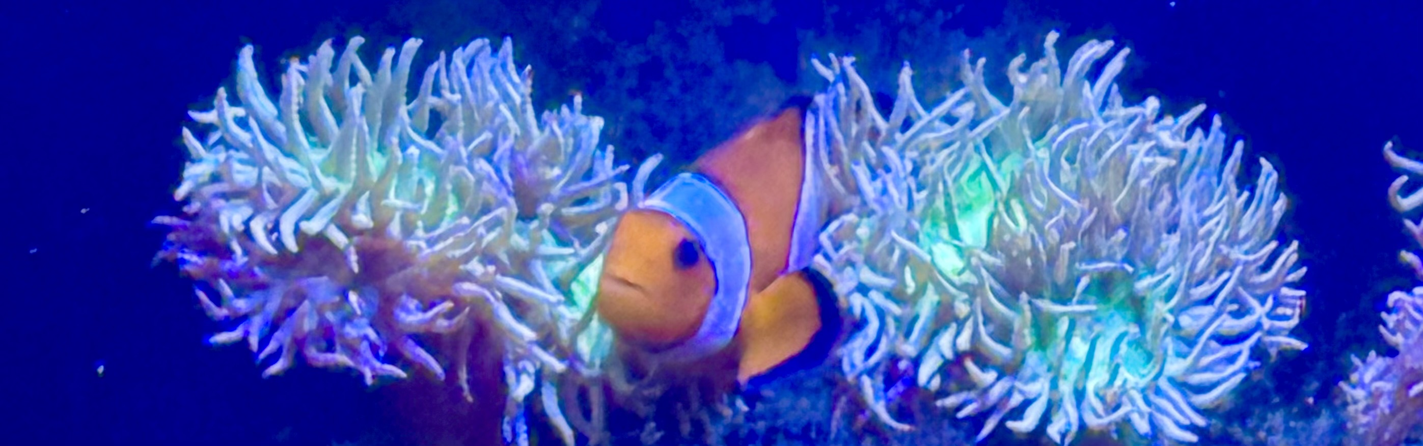 Tank Image