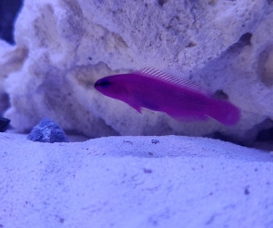 Orchid Dottyback