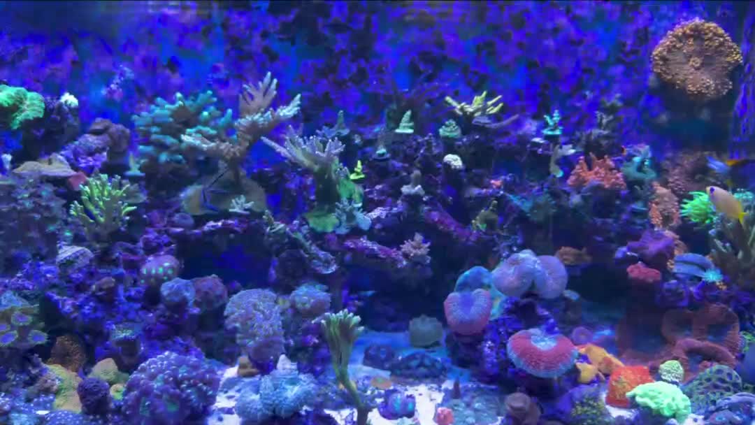 Reef tank post by Bayou_Sara_357