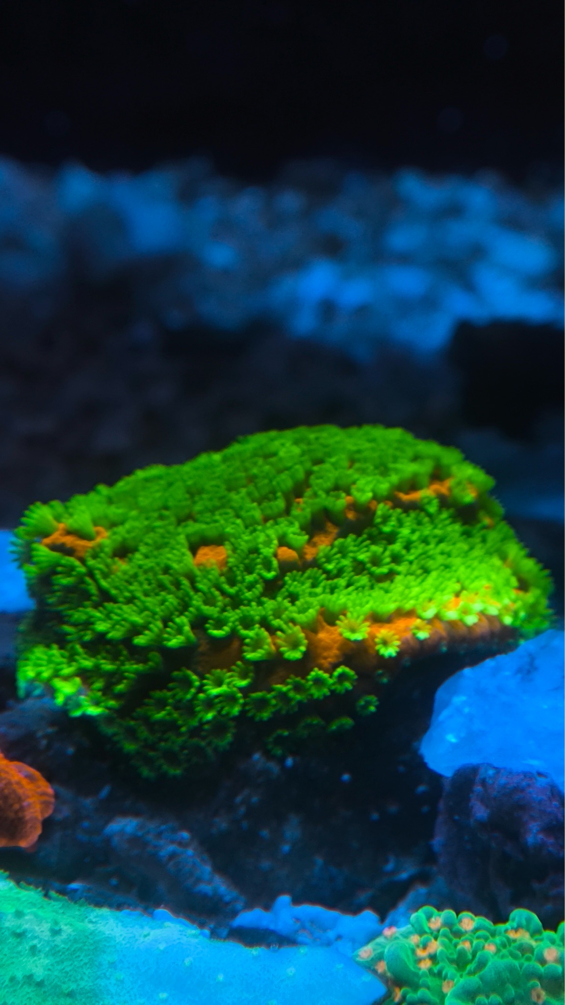 NanoTank mixed reef with bubble tip anemone zoanthids and acropora cor - Bubble Tip Anemone, Zoanthids, Acropora Coral (photo 5)