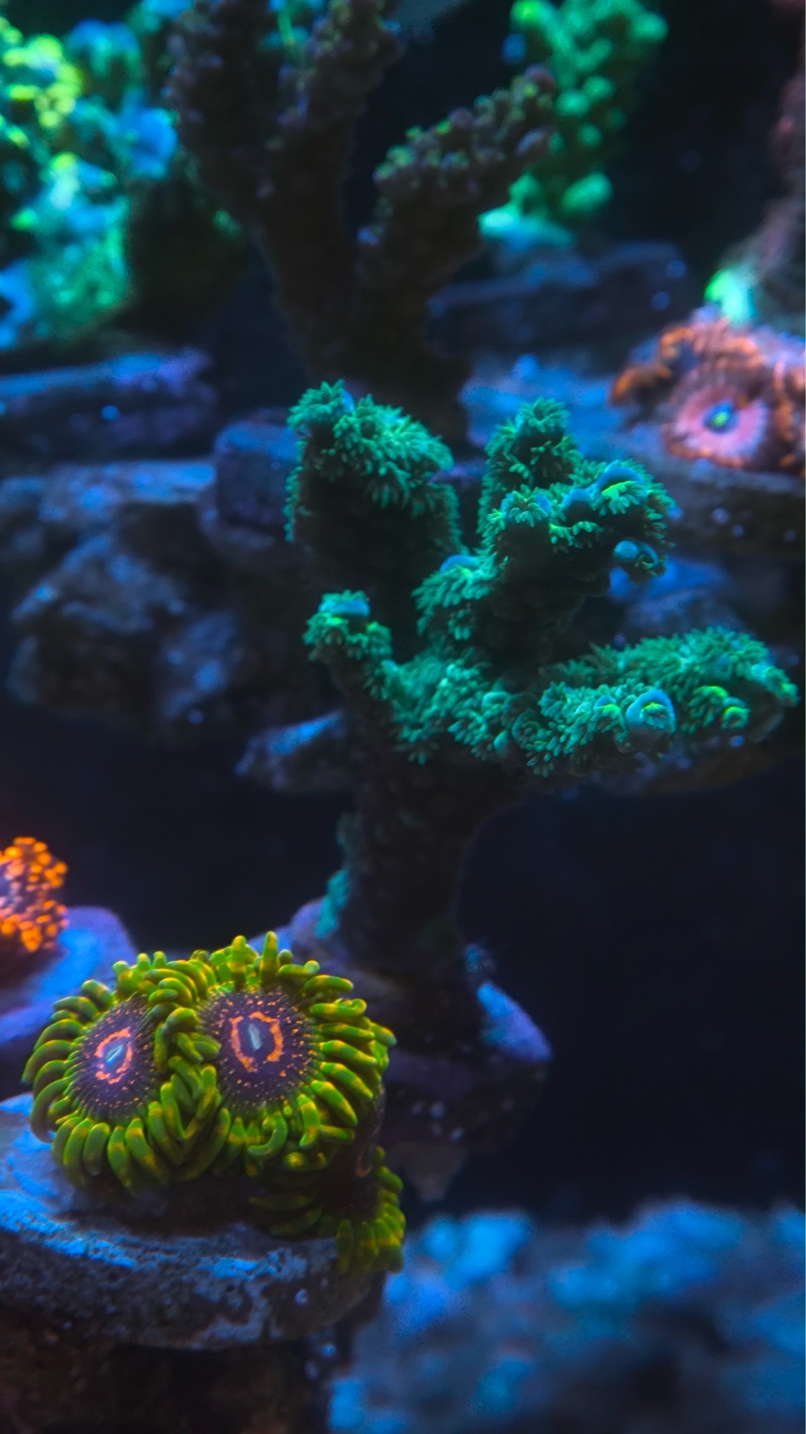 NanoTank mixed reef with bubble tip anemone zoanthids and acropora cor - Bubble Tip Anemone, Zoanthids, Acropora Coral (photo 8)