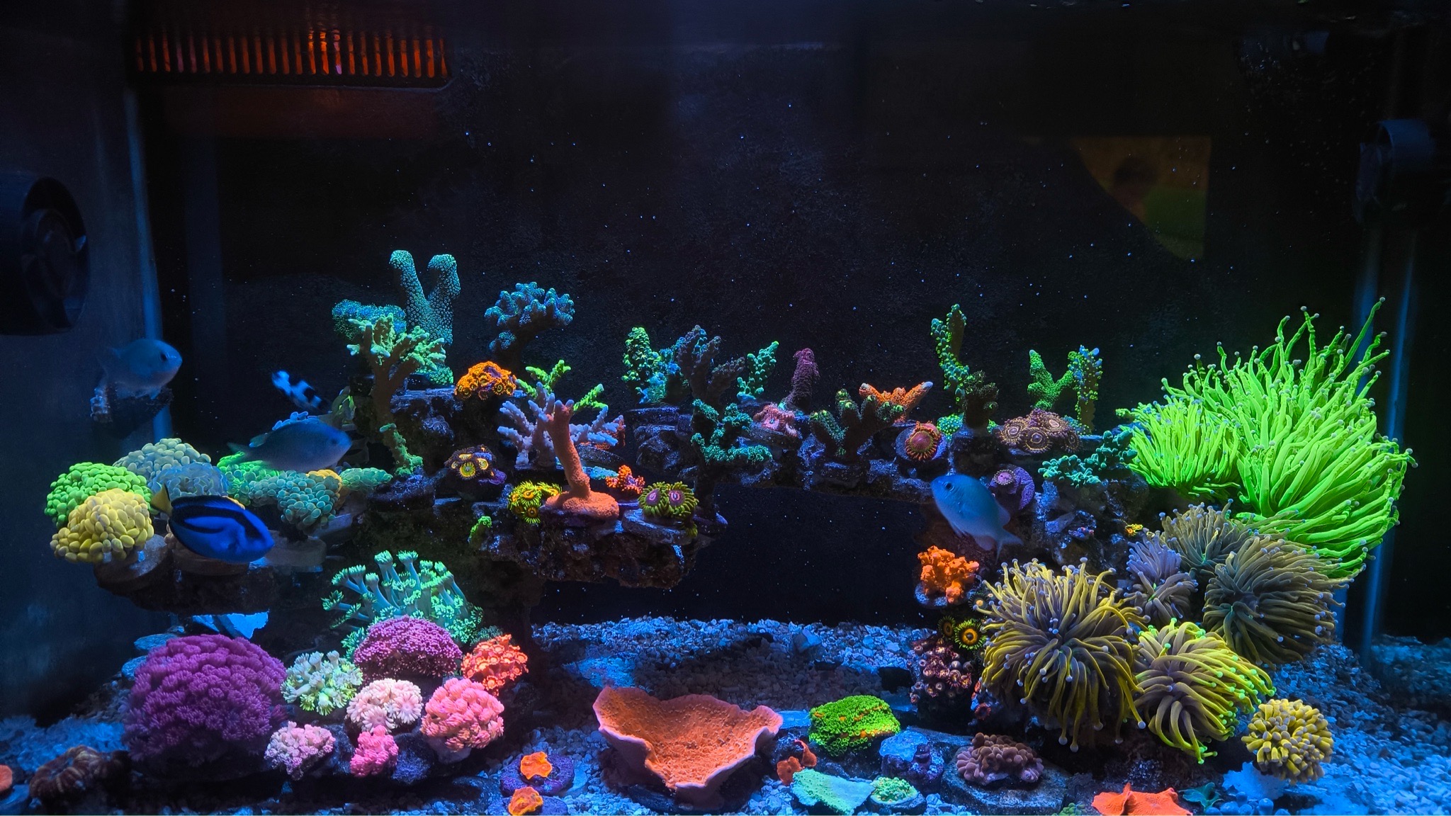 NanoTank mixed reef with bubble tip anemone zoanthids and acropora cor - Bubble Tip Anemone, Zoanthids, Acropora Coral
