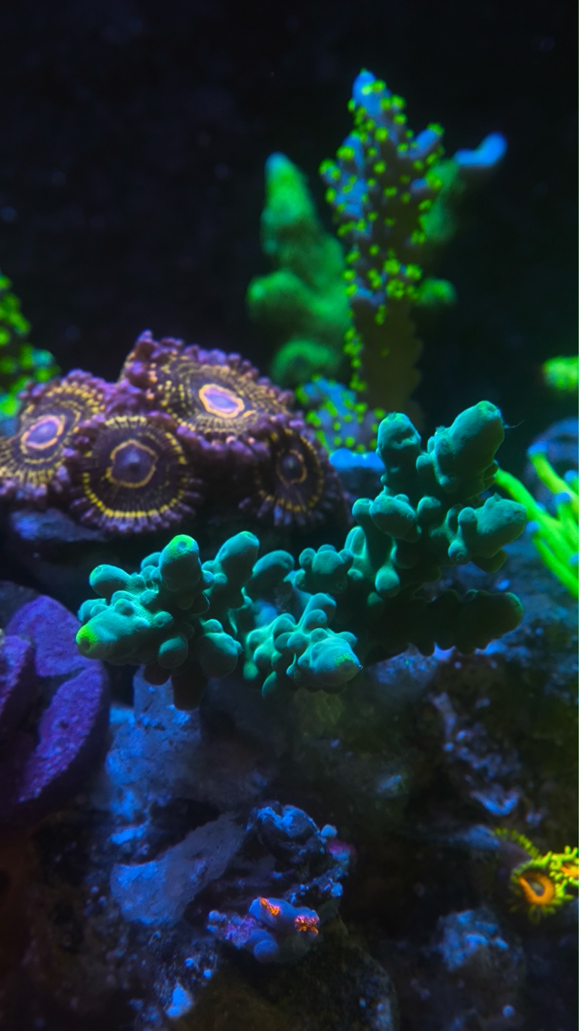 NanoTank mixed reef with bubble tip anemone zoanthids and acropora cor - Bubble Tip Anemone, Zoanthids, Acropora Coral (photo 7)