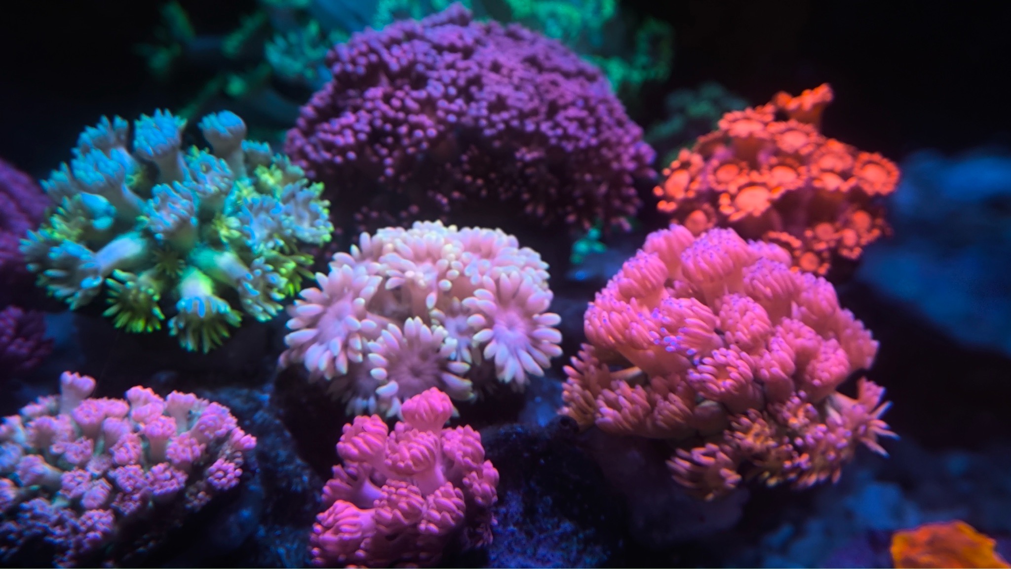 NanoTank mixed reef with bubble tip anemone zoanthids and acropora cor - Bubble Tip Anemone, Zoanthids, Acropora Coral (photo 2)