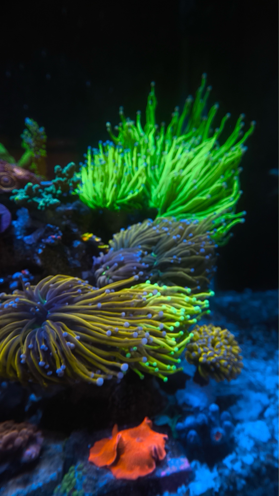NanoTank mixed reef with bubble tip anemone zoanthids and acropora cor - Bubble Tip Anemone, Zoanthids, Acropora Coral (photo 6)