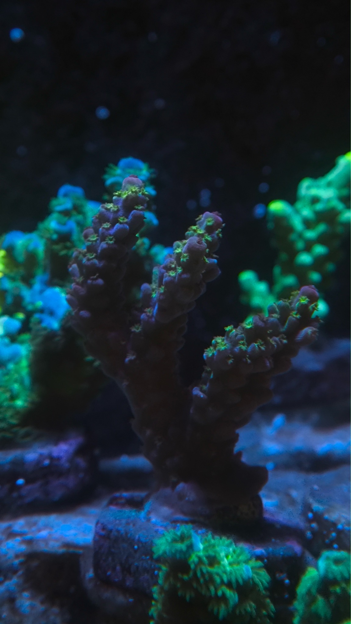 NanoTank mixed reef with bubble tip anemone zoanthids and acropora cor - Bubble Tip Anemone, Zoanthids, Acropora Coral (photo 3)