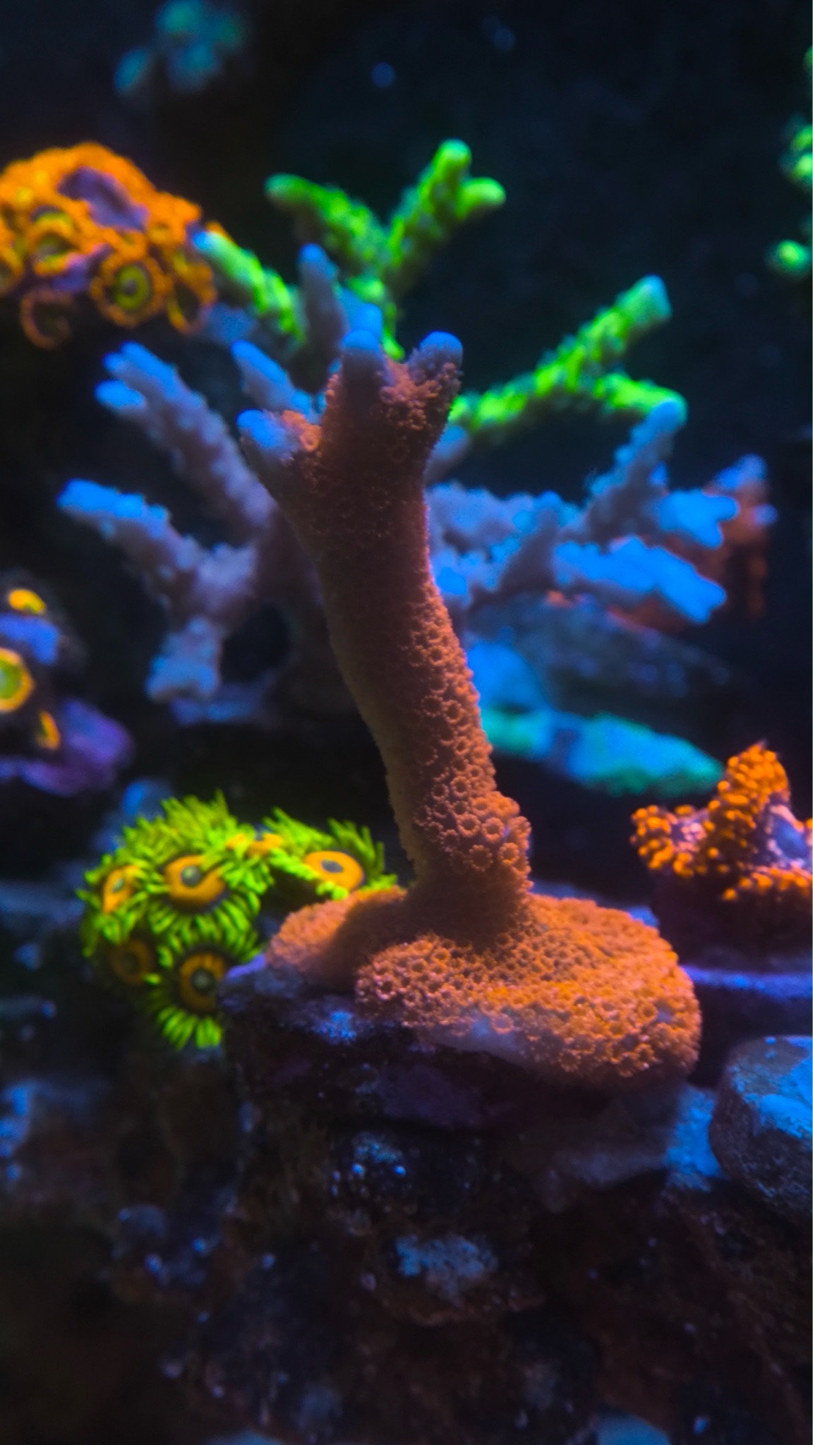 NanoTank mixed reef with bubble tip anemone zoanthids and acropora cor - Bubble Tip Anemone, Zoanthids, Acropora Coral (photo 4)