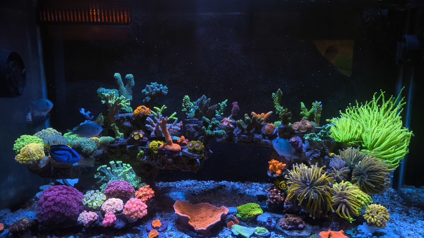 Tank Image