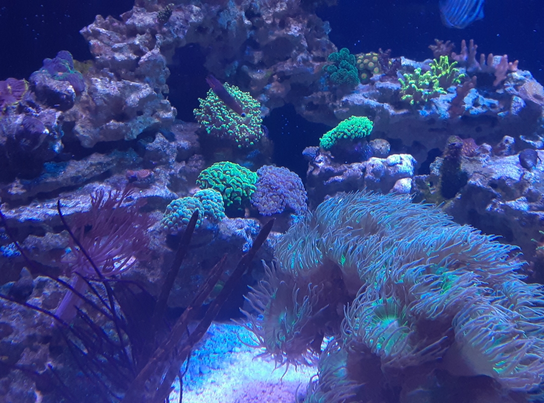 Tank Image