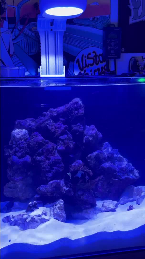 Zoey , I think will be the only tank mate beside some shrimp and gobie...