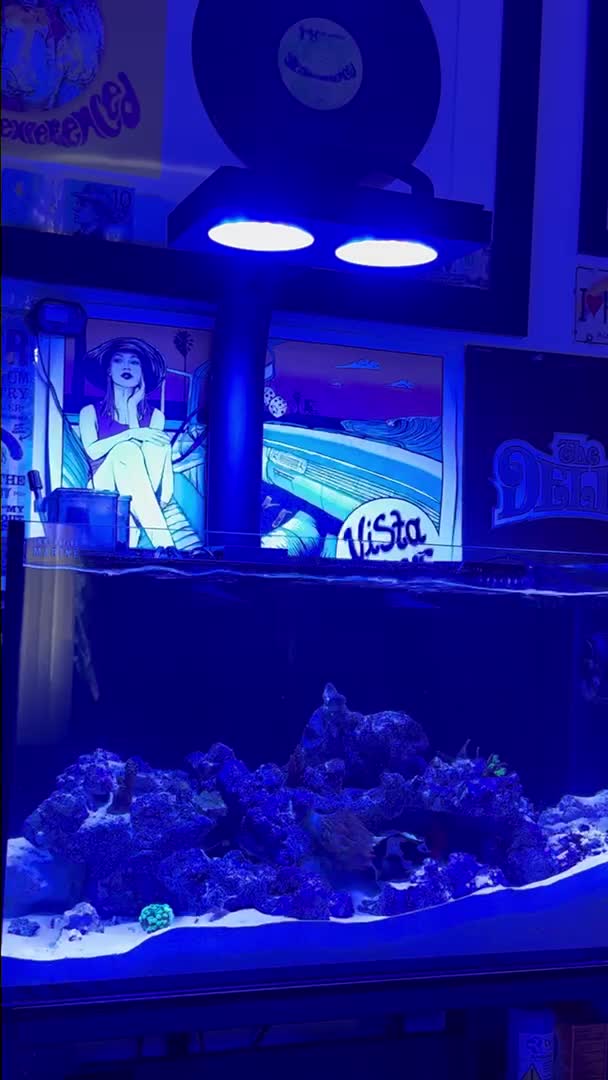 Planning for more corals and replacing tank mate this following week Z...