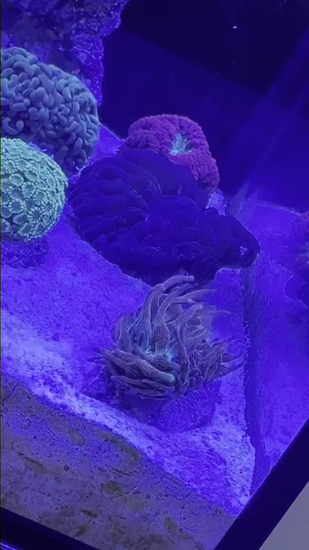 Just got a new bubble tip anemone for the reef nano