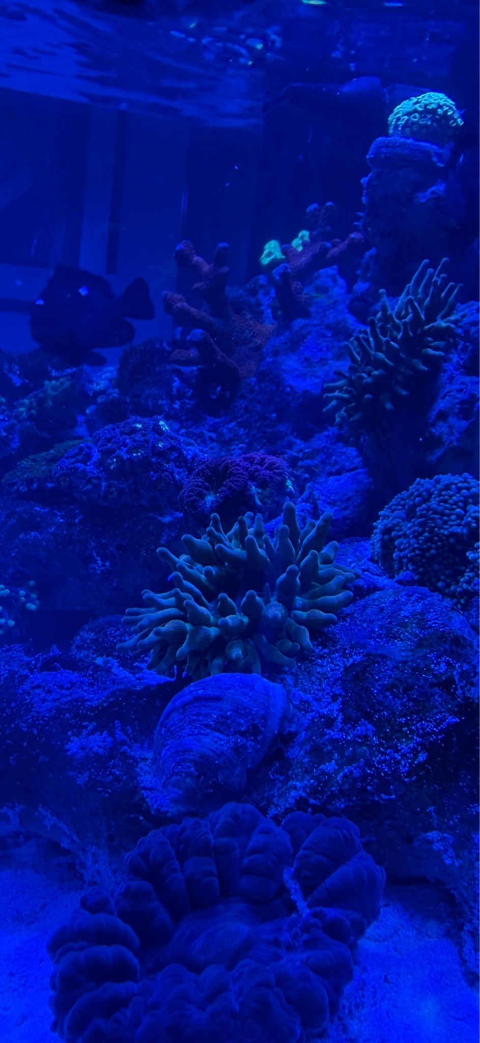 Hammer coral brain coral and mushroom coral in reef tank - Hammer coral, Brain coral, Mushroom coral