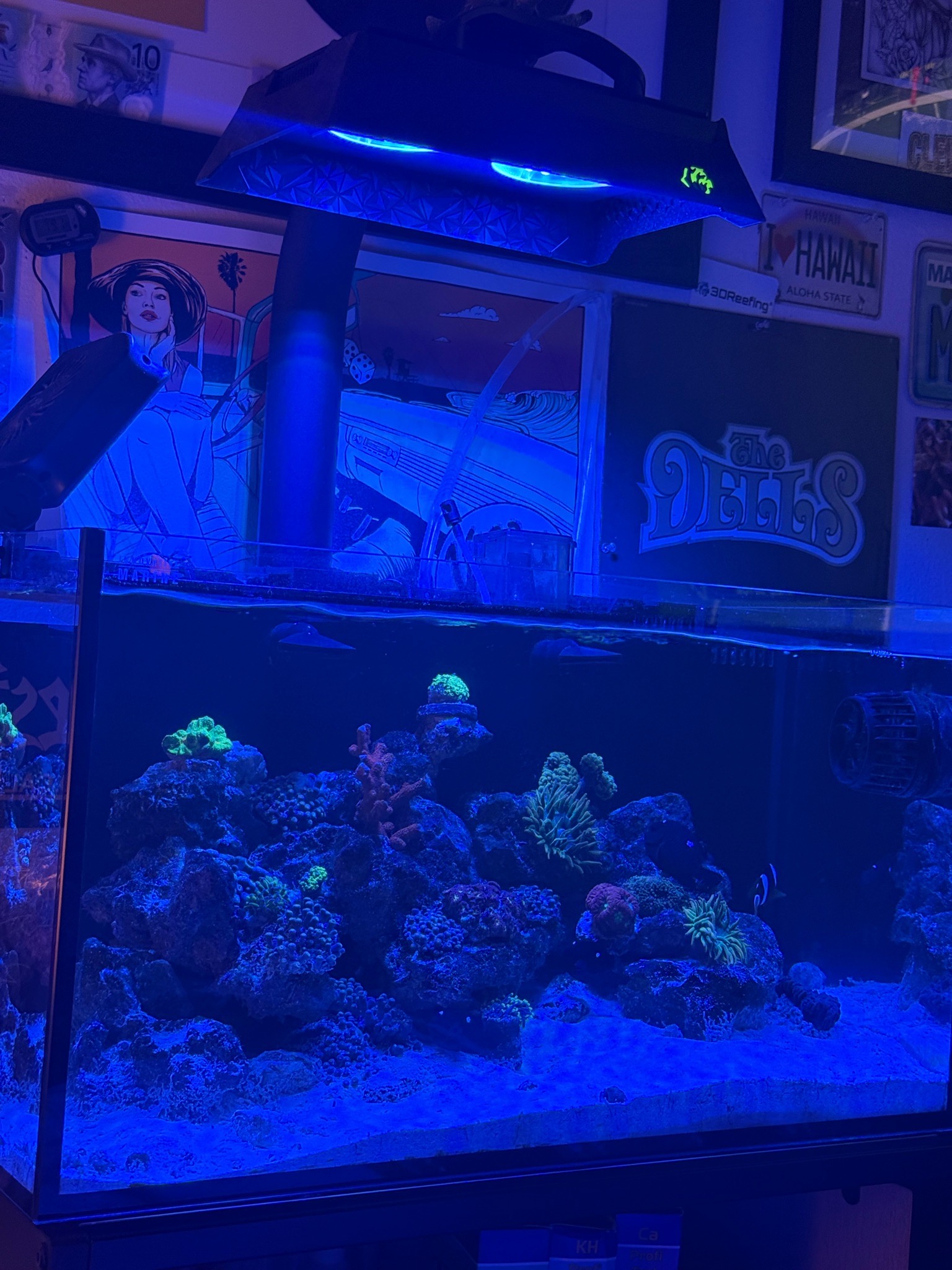 Mixed coral frags under blue LED lighting in reef tank - clownfish, zoanthids, mushroom coral