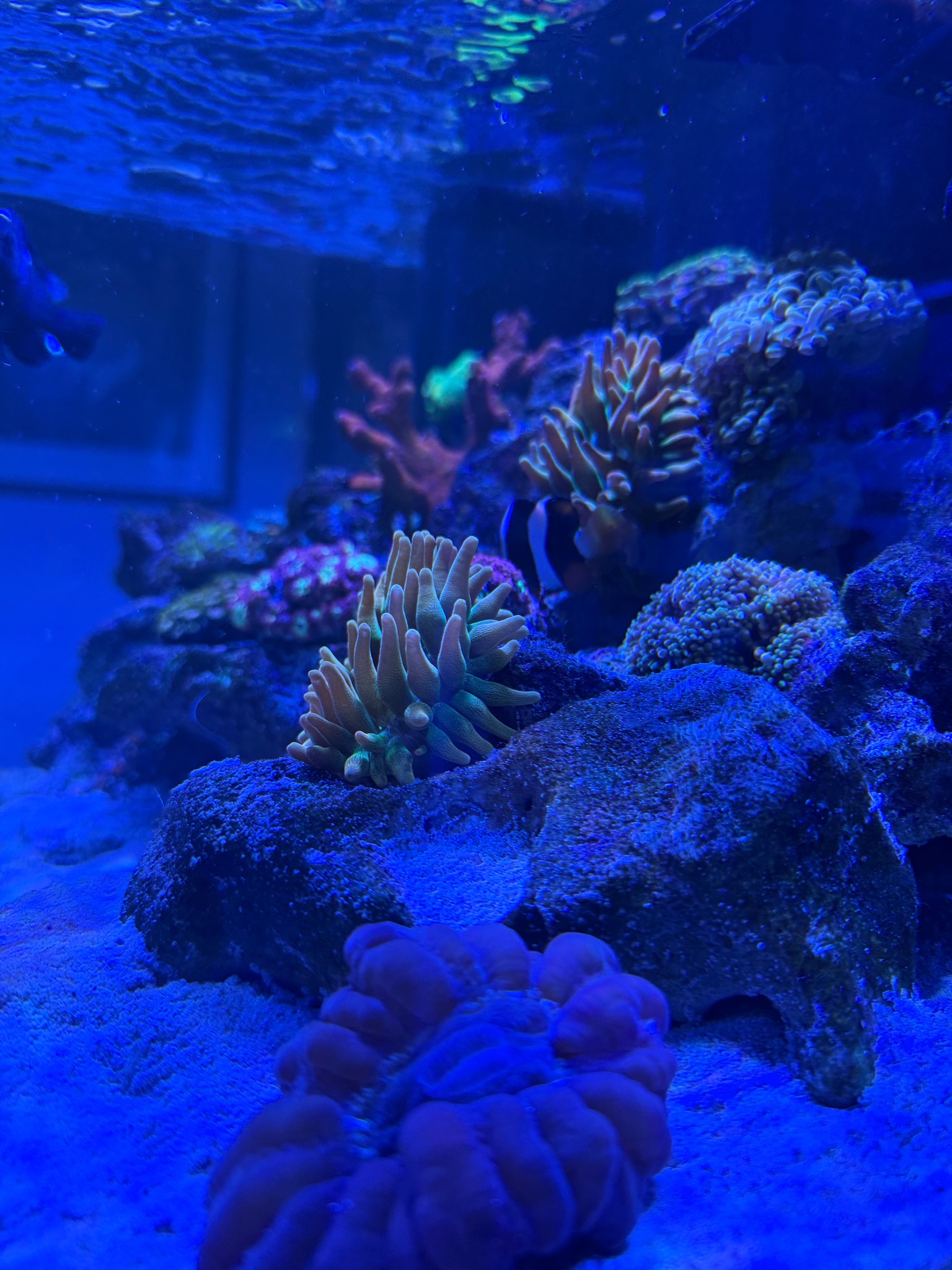 Ab plus coral showcasing vibrant colors in reef aquarium