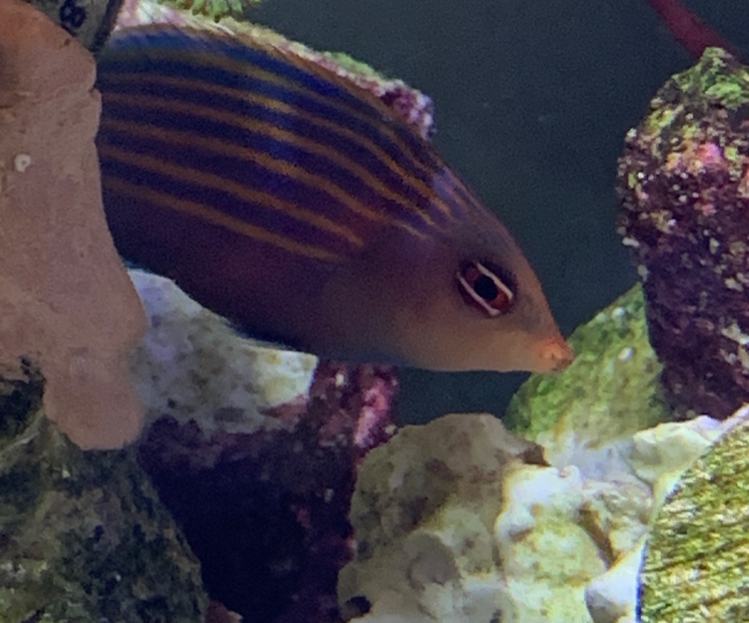 Six Line Wrasse
