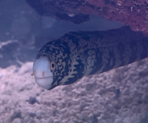 Snowflake Eel