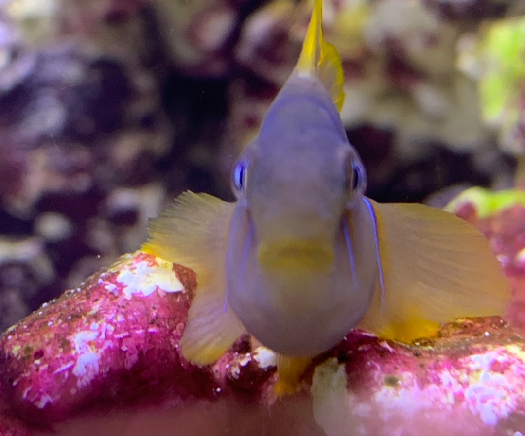 Citron Goby