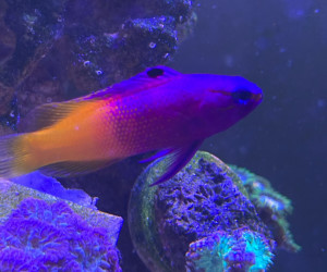 Fish Library Preview