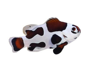 Mocha Storm Clownfish