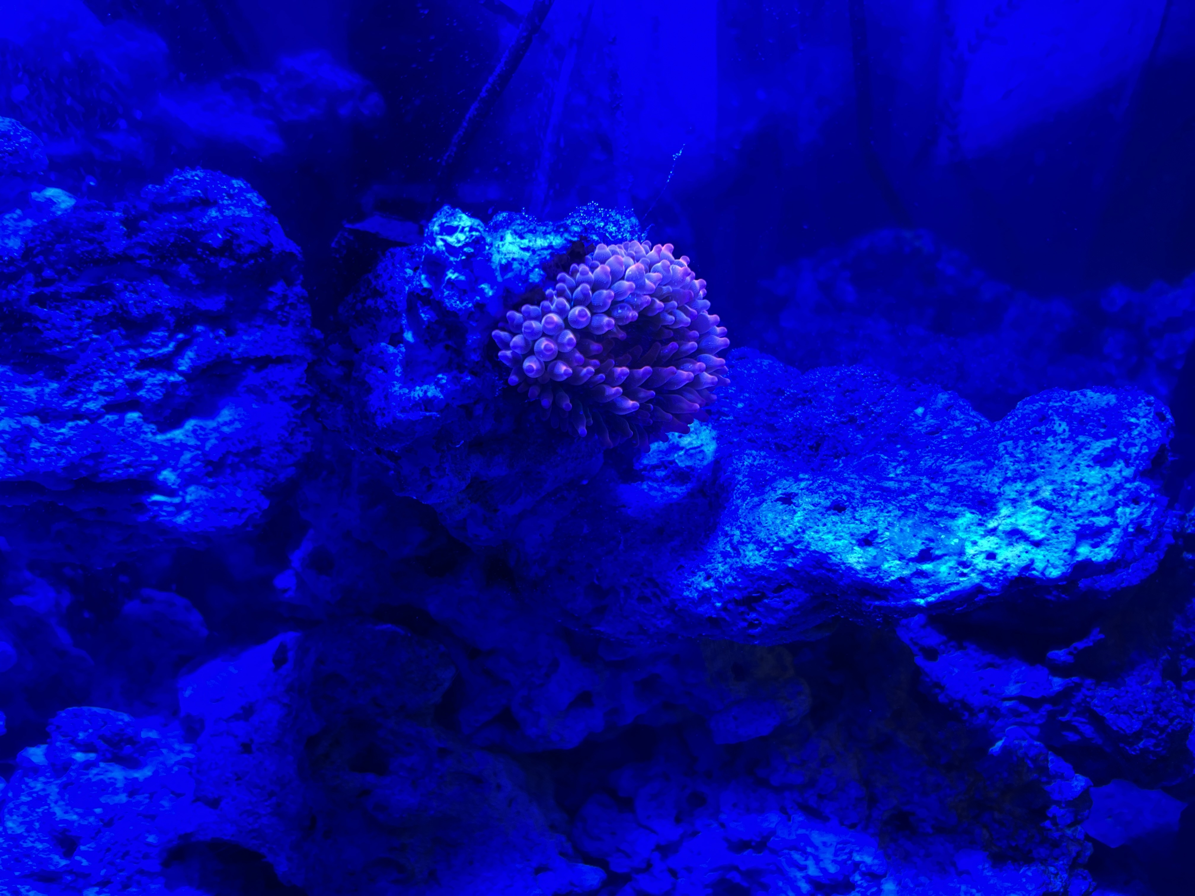 Tank Image