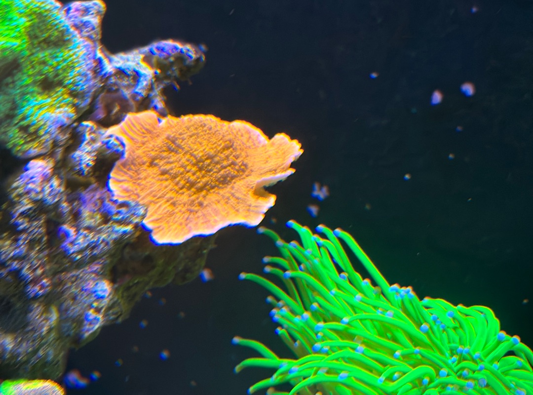 Tank Image