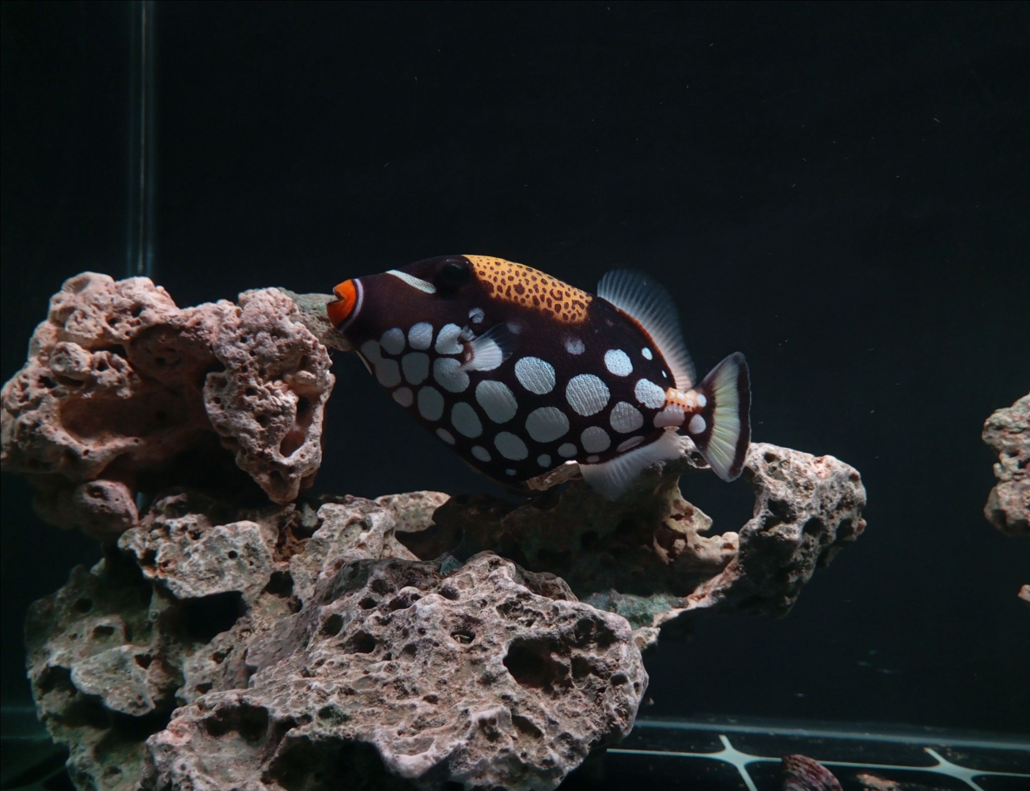 Clown triggerfish swimming over live rock in reef tank - Clown Triggerfish