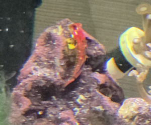 Ruby Red Dragonet