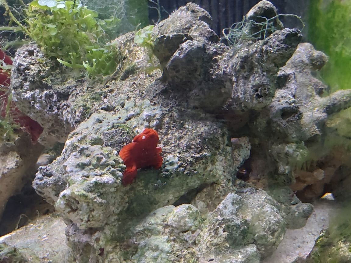 Tank Image