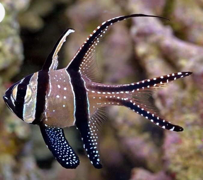 Banggai Cardinal