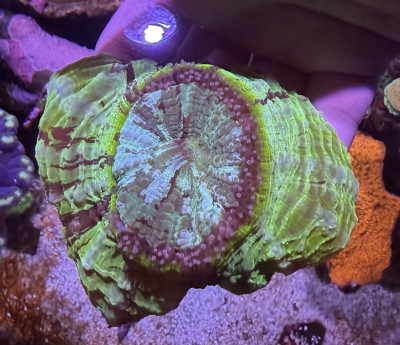 Acanthophyillia