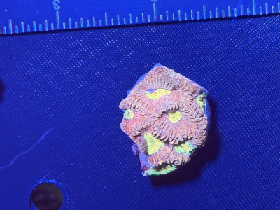 Pink lemonade favia