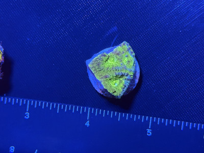 Green and blue favia