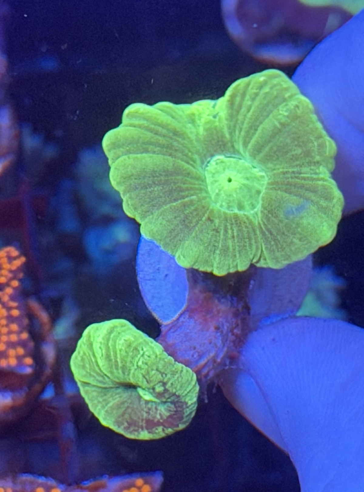 Candy cane three pack