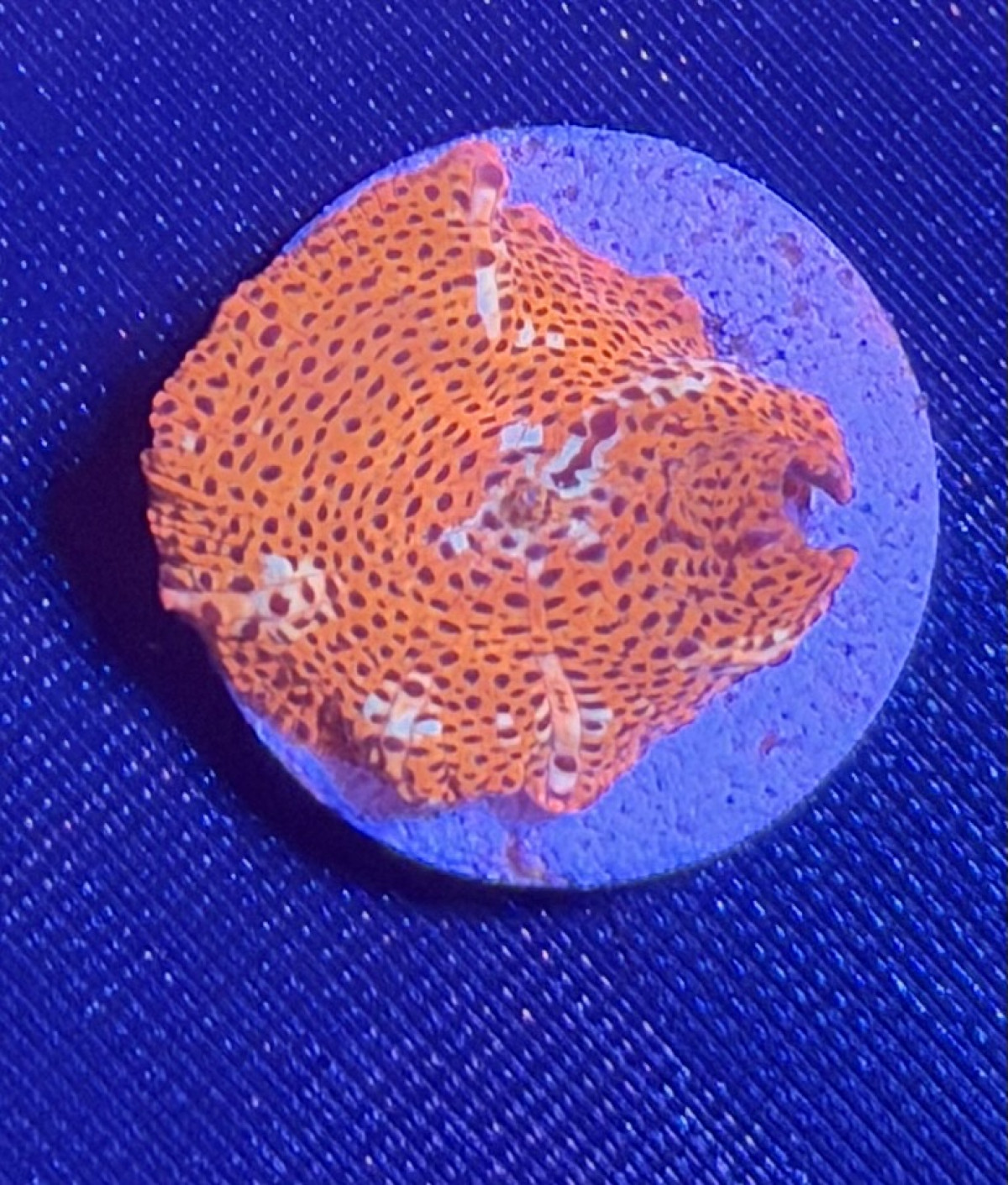 Leopard Discosoma Mushroom