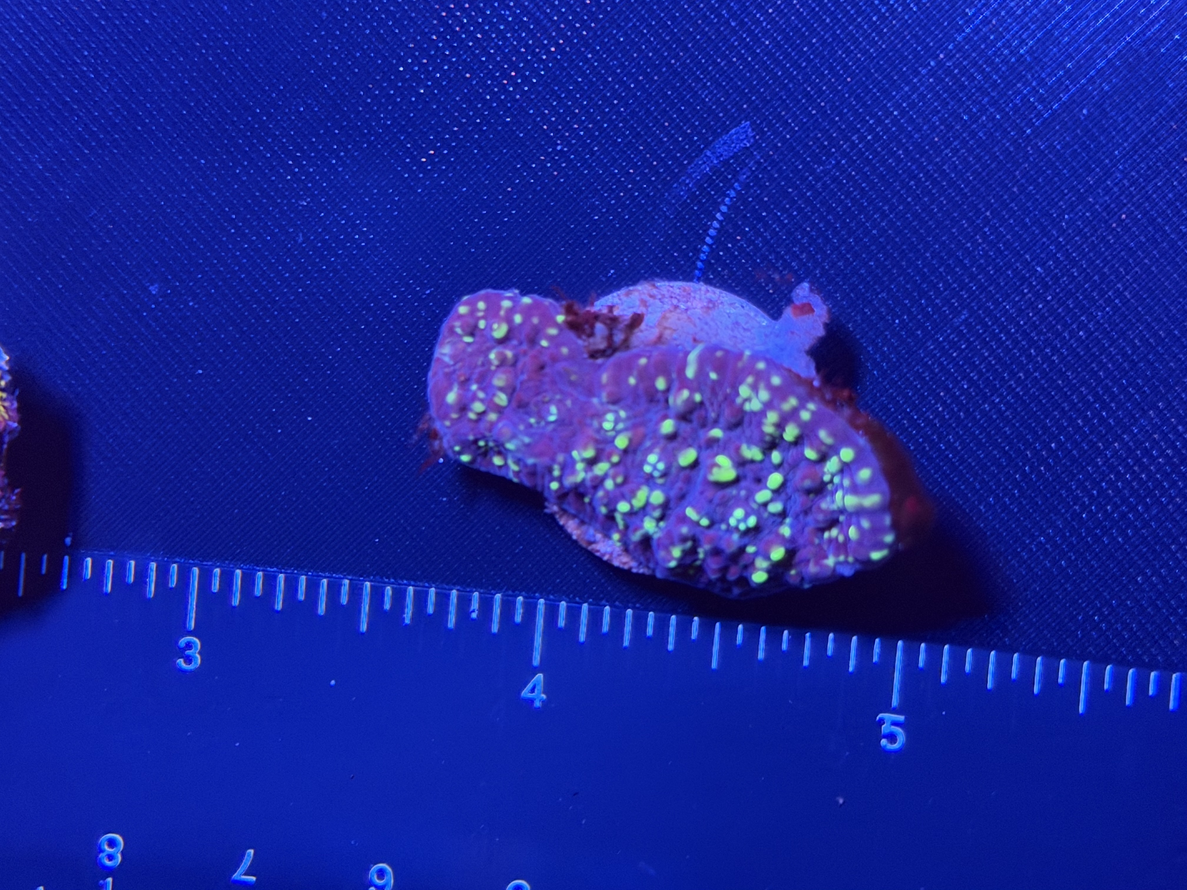 Acid rain chalice frag